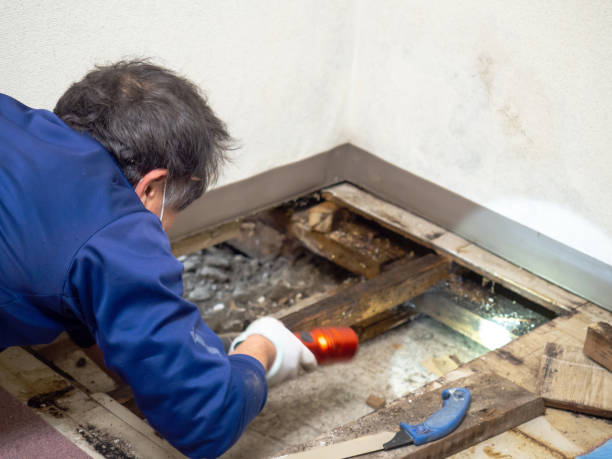 Best Best Mold Removal Companies  in Las Palmas Ii, TX