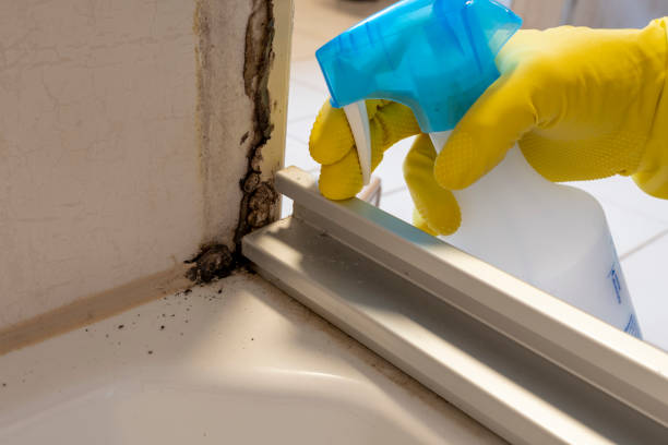 Best Office Mold Removal Services  in Las Palmas Ii, TX