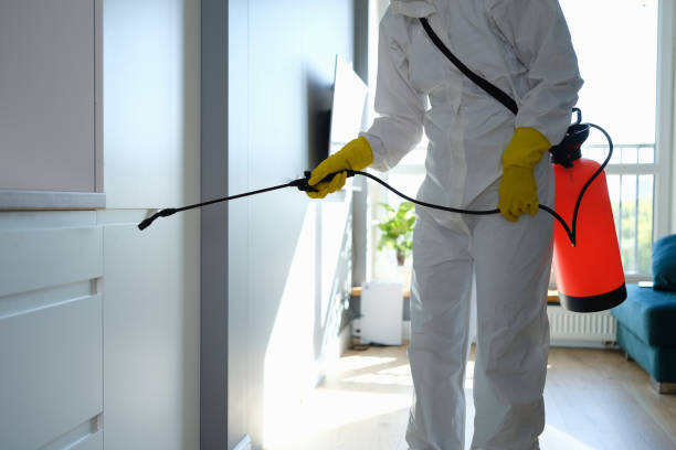 Las Palmas Ii, TX Mold Removal Company