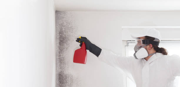 Best Emergency Mold Removal  in Las Palmas Ii, TX