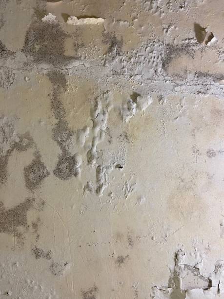Best Certified Mold Removal  in Las Palmas Ii, TX