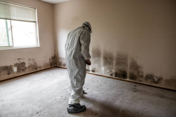 Home Mold Removal in Las Palmas Ii, TX