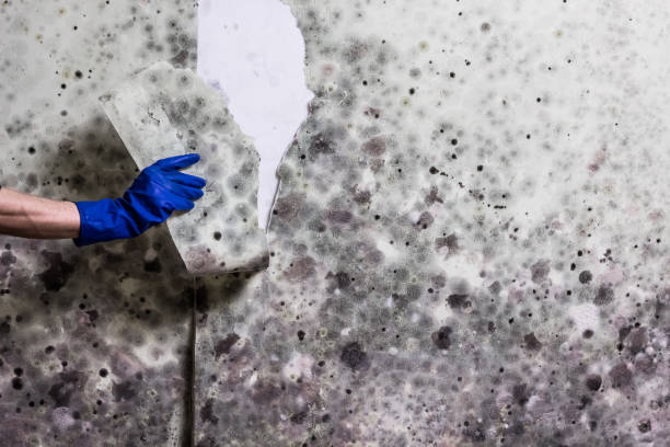 Certified Mold Removal in Las Palmas Ii, TX