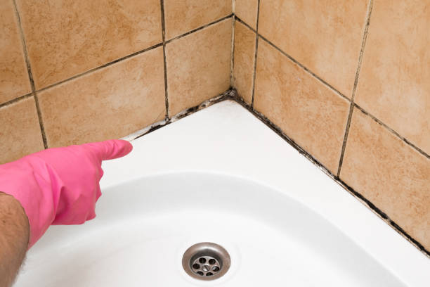 Best Mold Removal Company Near Me  in Las Palmas Ii, TX